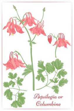 Renkli Columbine seti, çeşitli dallar, yapraklar, tomurcuklar ve bej arka planda izole edilmiş çiçekler. Latince adı Aquilegia olan bahar bahçesi bitkisi. EPS10 Vektör İllüstrasyonu.