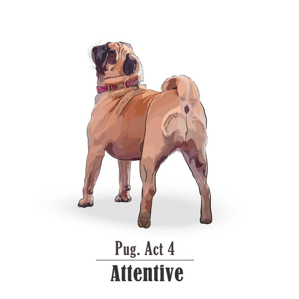 Vista Trasera Perro Pug Con Una Vista Atenta Ilustración Vectorial — Vector de stock