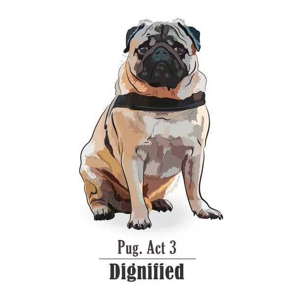 Cão Pug Isolado Com Uma Expressão Rabugenta Ilustração Vetorial Colorida —  Vetores de Stock