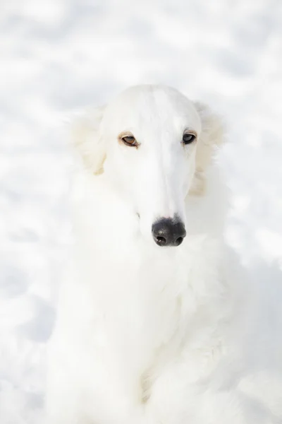 Borzoi sight hound portret — Stockfoto