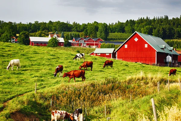 Ancienne ferme avec bovins de pâturage — Photo