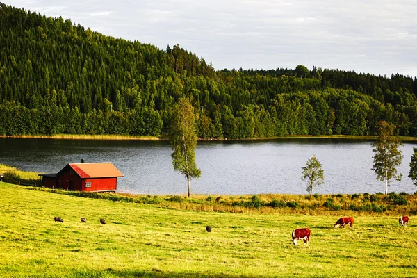 Grazende koeien in de buurt van de rivier en boerderij — Stockfoto