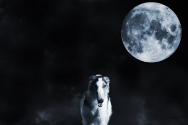 Kurt borzoi ve gerçeküstü bir dolunay gibi
