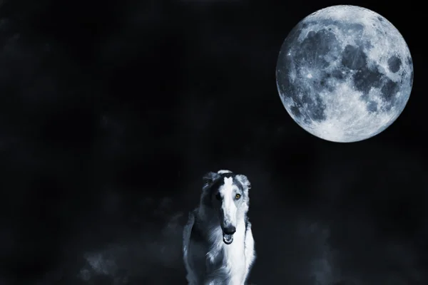 Wolf like borzoi and a surreal full moon — Stock Photo, Image
