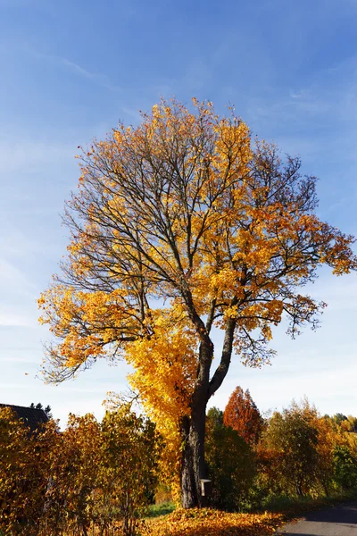 Autumn leaves, trees and colors — Stock Photo, Image