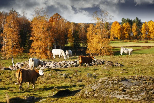 Őszi színes táj, legelésző szarvasmarhák — Stock Fotó