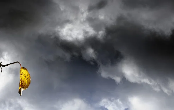 Lucht en de wolken met blad — Stockfoto