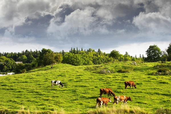 Autumn colored landscape in sweden — Stock Photo, Image