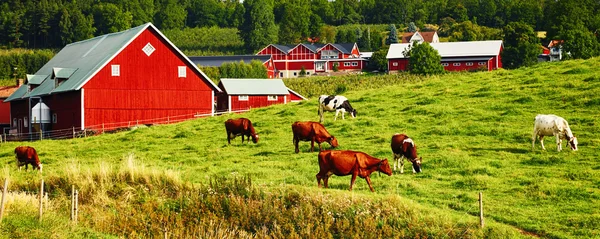 Alter Bauernhof und weidende Rinder — Stockfoto