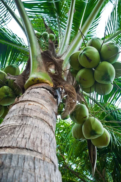 Primo piano dell'albero di cocco — Foto Stock