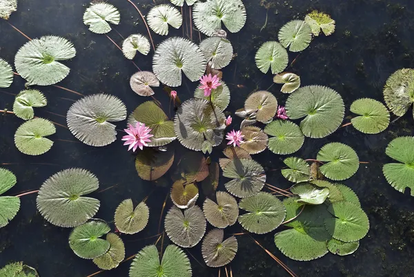 Розовый цветок лотоса или цветок водяной лилии, цветущий на пруду — стоковое фото