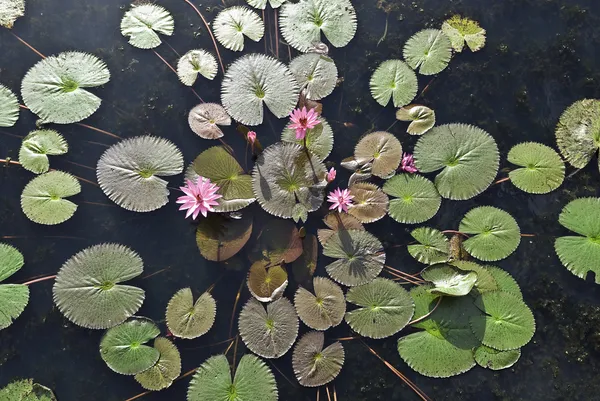 gölet üzerinde çiçek pembe lotus çiçeği veya nilüfer çiçeği