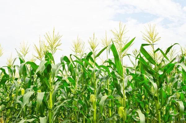 Campo de maíz —  Fotos de Stock