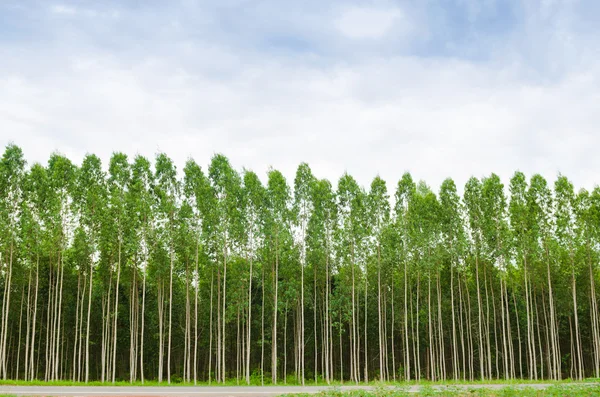 Eucalyptus skov i Thailand - Stock-foto