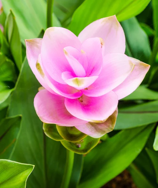 Tulipa-siam — Fotografia de Stock