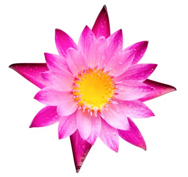 pembe lotus çiçeği veya nilüfer çiçek çiçeklenme