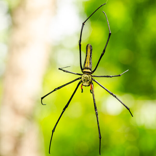Female Golden Web Spider (nephila Pilipes)