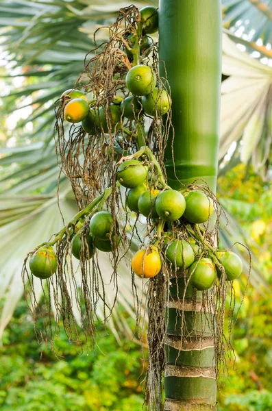 Closeup ripe areca nut or Areca catechu, raw betel nut — Stock Photo, Image