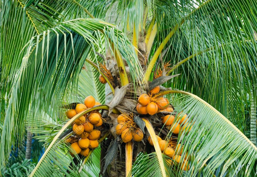 Orange color fresh coconut fruit on tree — Stock Photo © wuttichok ...