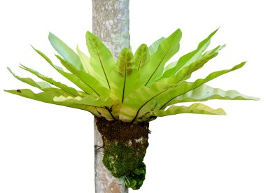Fern türler asplenium nidus