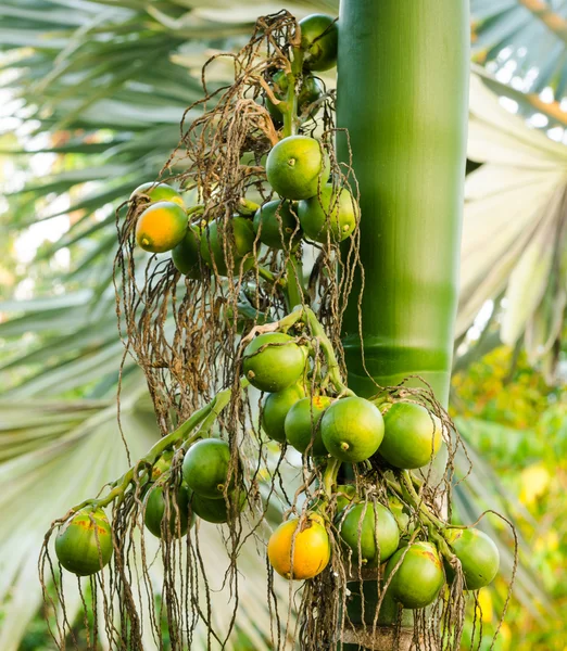 Dado areca maturo primo piano o Areca catechu, noce di betel crudo — Foto Stock