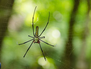 dev bir ağaç örümcek (nephila maculata, nephila pilipes)