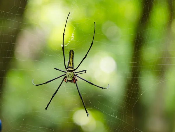 巨大的木蜘蛛 （疣斑、 络 pilipes) — 图库照片