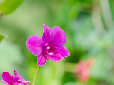 closeup orkide çiçek