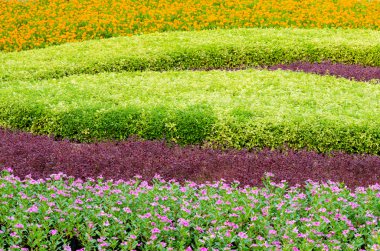 Ağaç güzel süs bitkileri tropikal Peyzaj ve çiçek