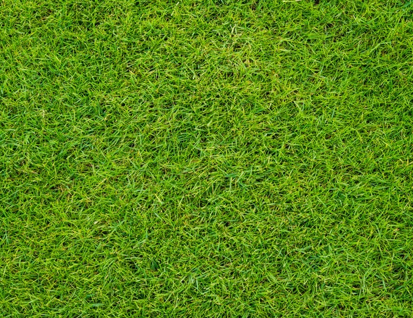 Colseup güzel yeşil çim kalıp--dan golf sahası — Stok fotoğraf