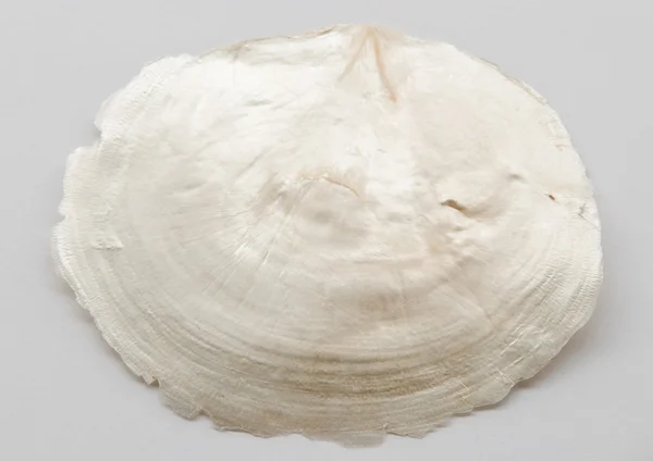 Closeup view of sea shell — Stock Photo, Image