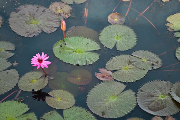Pink water lilies on a local pond — Stock Photo, Image