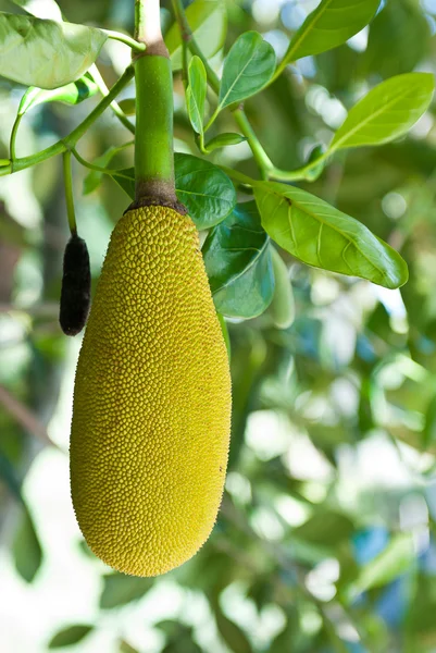 Fresh Jackfruit growing on a tree — Stock Photo, Image