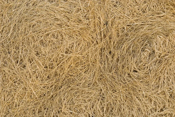 Droge gazon gras als een natuurlijke achtergrond — Stockfoto