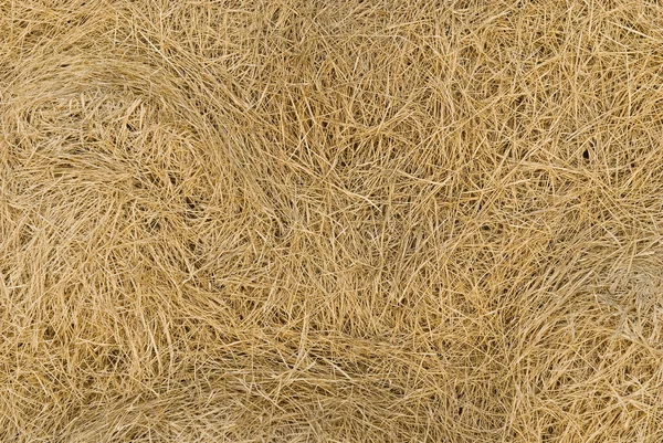 Droge gazon gras als een natuurlijke achtergrond — Stockfoto