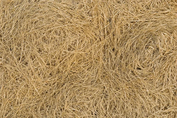 Сухая газонная трава как естественный фон — стоковое фото