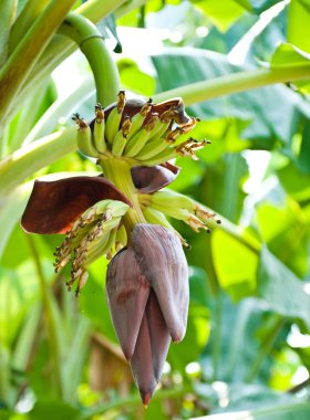 muz çiçeği ve ağaç üzerine