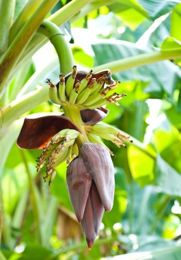 muz çiçeği ve ağaç üzerine