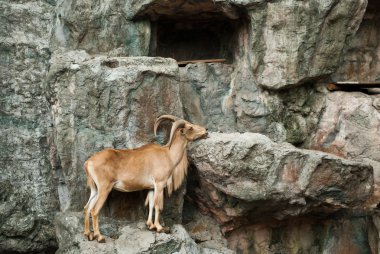 kahverengi dağ keçisi