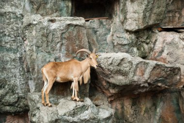 kahverengi dağ keçisi