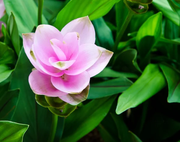 Tulipa-siam — Fotografia de Stock