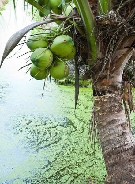 Coconut Tree closeup — Stock Photo, Image