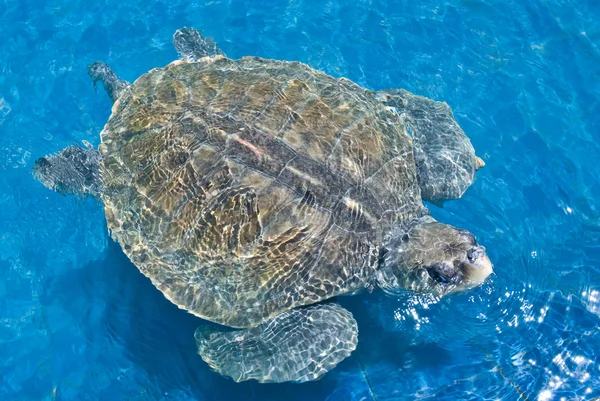 Tartaruga nadadora — Fotografia de Stock