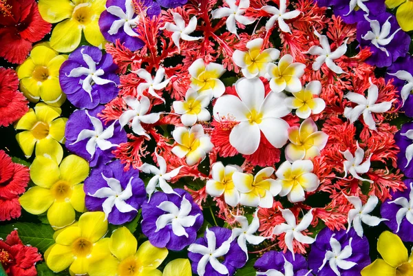 Flores bonitas na água — Fotografia de Stock