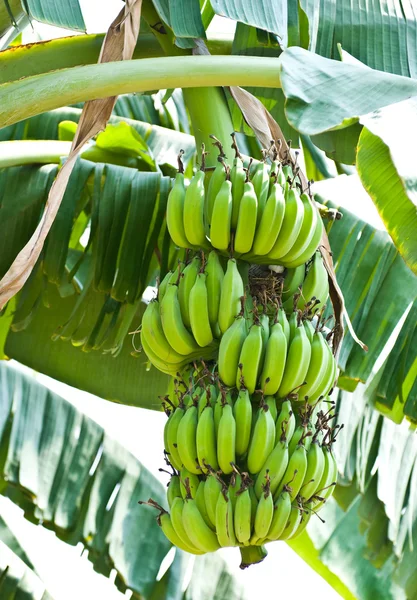 Banana bunch on tree in the garden — Stock Photo, Image