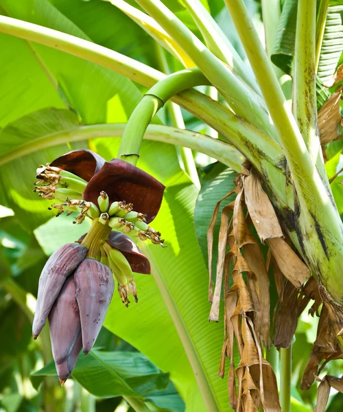 Fioritura di banane e mazzo su albero — Foto Stock