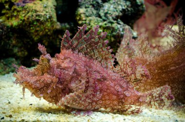 yosunlu scorpionfish (rhinopias frondosa)