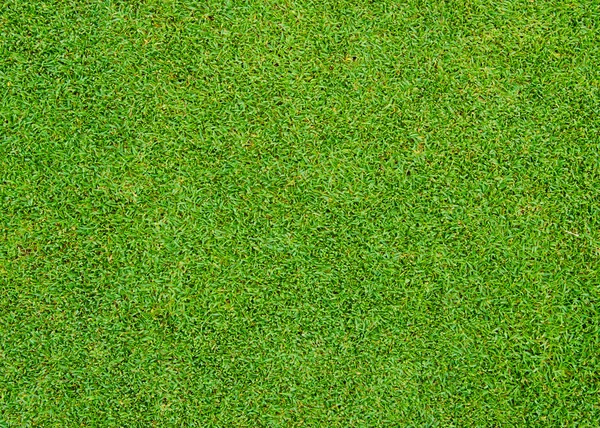 Modèle d'herbe verte — Photo