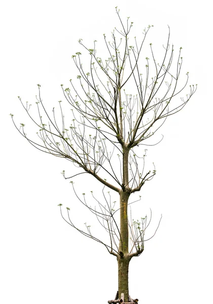 Dry tree branches — Stock Photo, Image