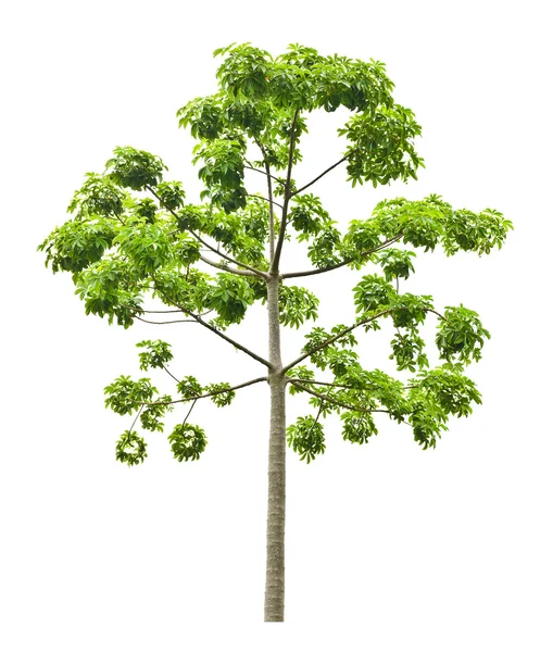 Φρέσκο πράσινο δέντρο — Φωτογραφία Αρχείου